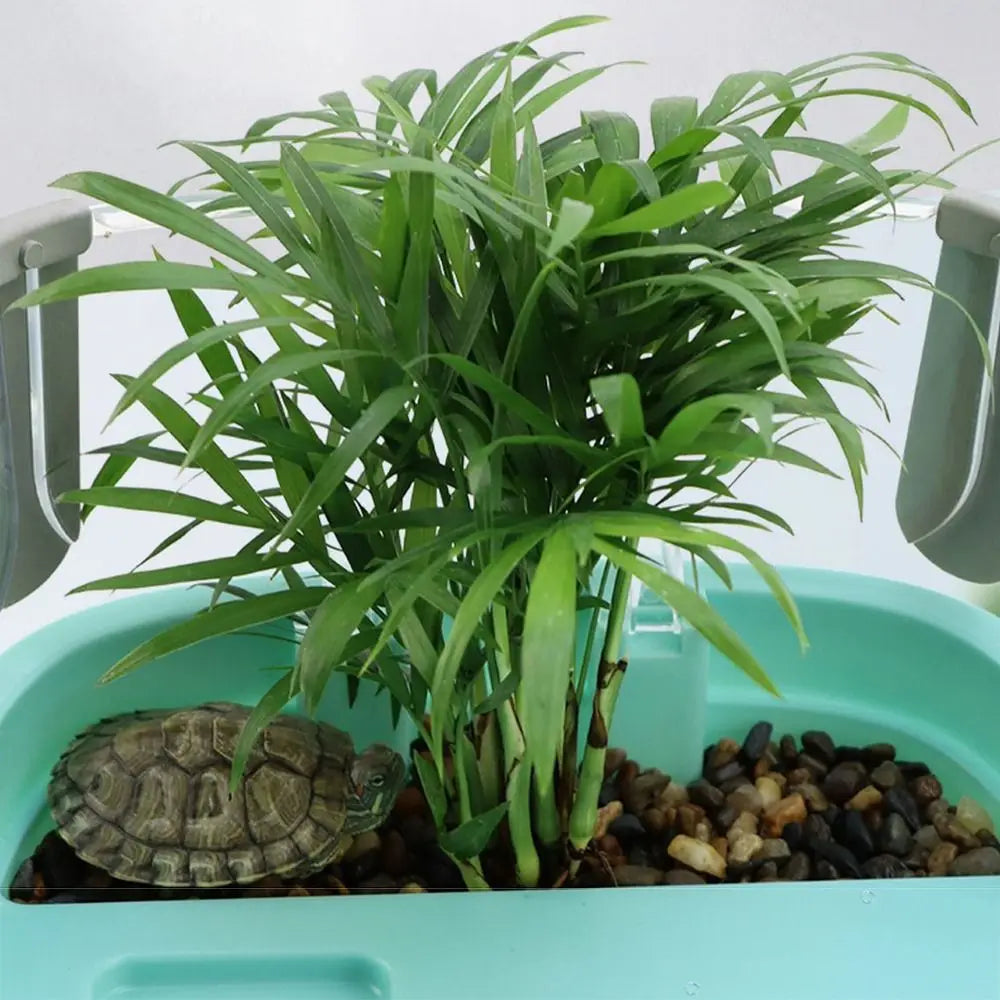 Transparent Turtle Habitat with Basking Platform
