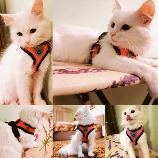 Adjustable Mesh Dog/Cat Harness & Leash Set